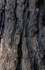 Fototapeta premium Jeffrey Pine Bark Close-Up Unique texture