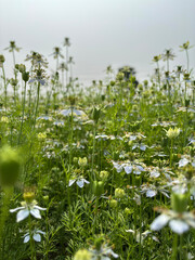 Fototapeta premium Black Cumin Flowers and Green Seed Pods in Field