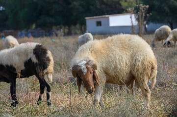 Fototapeta premium Sheep grazing in field in Cyprus