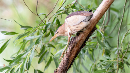 red billed hornbill