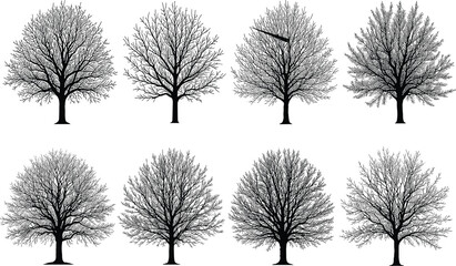 Collection of detailed leafless tree silhouettes, winter forest trees set, bare branches nature illustration, black botanical trees isolated on white
