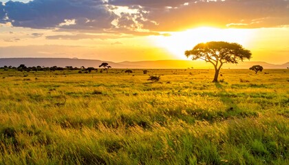 Obraz premium Weite Savanne mit Akazien