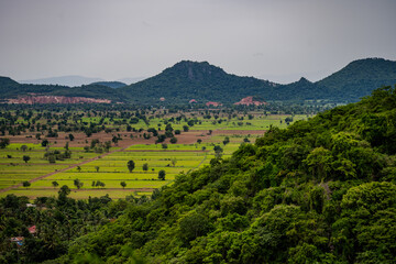 Green rice fields and forested hills in rural landscape © Emad Aljumah