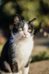 Fototapeta premium Black and White Cat Sitting Outdoors Looking Away