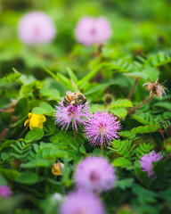 Fototapeta premium Honey bee pollinating a Mimosa Pudica (shame plant) flower