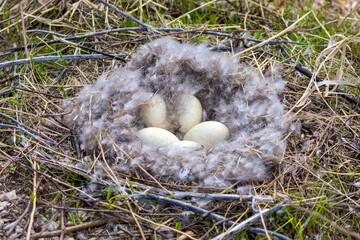 Canada goose (Branta canadensis) nest with eggs © Denny