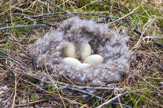 Canada goose (Branta canadensis) nest with eggs