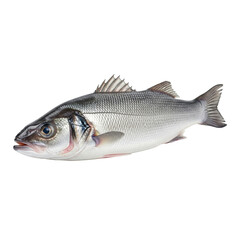 Fototapeta premium A whole, raw, plump european sea bass with iridescent silver scales and clear eyes, lying on a pristine seamless transparent background with a soft shadow, concept of fresh premium seafood cuisine
