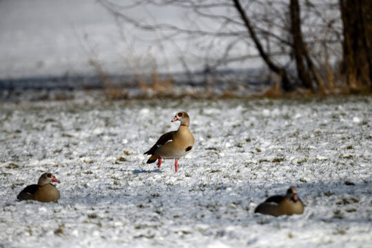 Wildtier Tierfotografie im Winter: Winteridylle im Frost mit V&ouml;gel in wei&szlig;er Schnee Landschaft