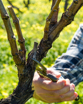 Close-up of the hands of the winemaker pruning the vineyard with old scissors. Traditional agriculture. Winter pruning, Guyot method.