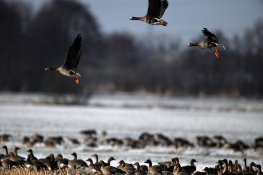 Wildtier Tierfotografie im Winter: Winteridylle im Frost mit V&ouml;geln und Rehen in wei&szlig;er Landschaft