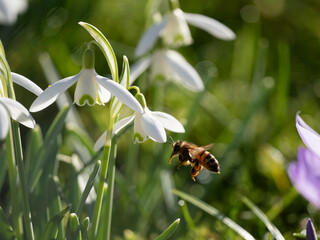 Honigbiene, Apis mellifera