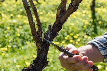 Close-up of the hands of the winemaker pruning the vineyard with old scissors. Traditional agriculture. Winter pruning, Guyot method.