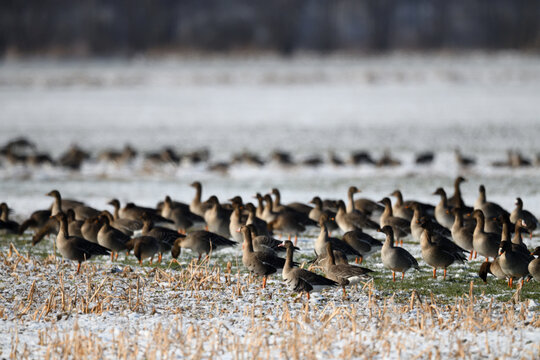 v&ouml;gel vor rehgruppe tierfotografie schneelandschaft tiere rehkitz aufmerksame &auml;sung