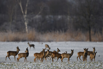 Rehherde in wundervoller Schneelandschaft. Rehgruppe mit Kamerablick im Winterlicht.