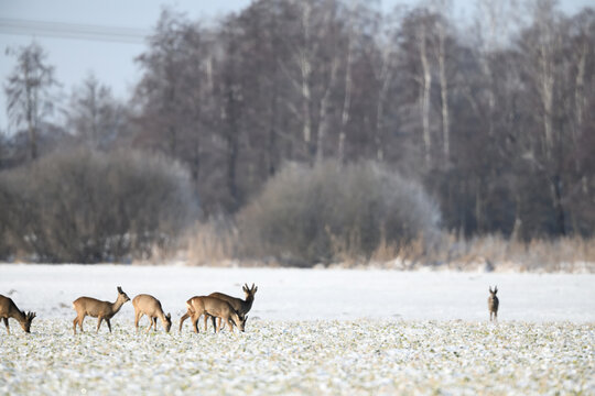 Rehherde in wundervoller Schneelandschaft. Rehgruppe mit Kamerablick im Winterlicht. Aussenseiter unscharf rechts im Hintergrund.