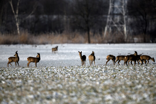 rehgruppe tierfotografie schneelandschaft tiere rehkitz aufmerksame &auml;sung