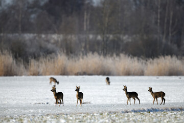 rehgruppe tierfotografie schneelandschaft tiere rehkitz aufmerksame äsung