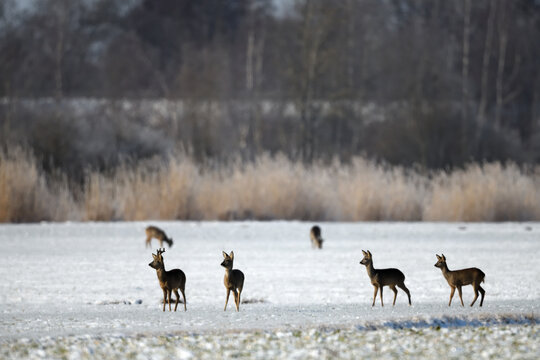 rehgruppe tierfotografie schneelandschaft tiere rehkitz aufmerksame &auml;sung