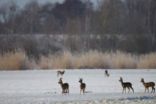 rehgruppe tierfotografie schneelandschaft tiere rehkitz aufmerksame &auml;sung