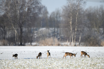 rehgruppe Wildtiere. tierfotografie mit schnee im winter
