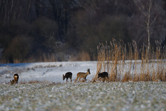 Wildbeobachtung im Frost. Rehe im Schnee.