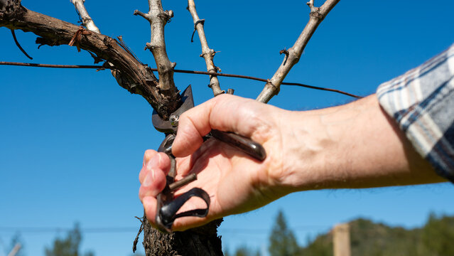 Close-up of the hands of the winemaker pruning the vineyard with old scissors. Traditional agriculture. Winter pruning, Guyot method.