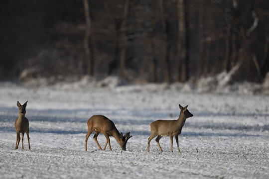 Rehwild Rudel steht in Mitteleuropa aufmerksam als Tiergruppe in winterlicher Landschaft im Schnee. Kalenderbild Januar 2027.
