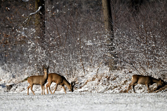 Rehwild Rudel steht in Mitteleuropa aufmerksam als Tiergruppe in winterlicher Landschaft im Schnee. Kalenderbild Januar 2027.