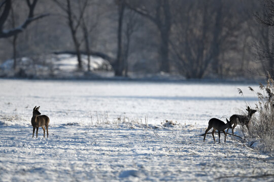 winteridylle wildbeobachtung winterlandschaft Rehe am Feldrand