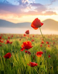 Obraz premium Feld mit roten Mohnblumen