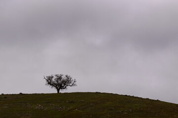Lone Tree in the clouds