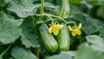 Fresh cucumbers growing on a vine with yellow flowers and green leaves in a garden