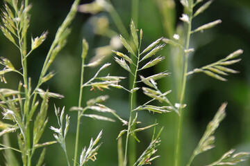 wild plants in a garden in france  © frdric