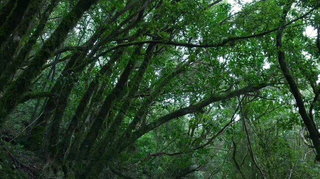 Lush green laurel forest canopy with mossy trees