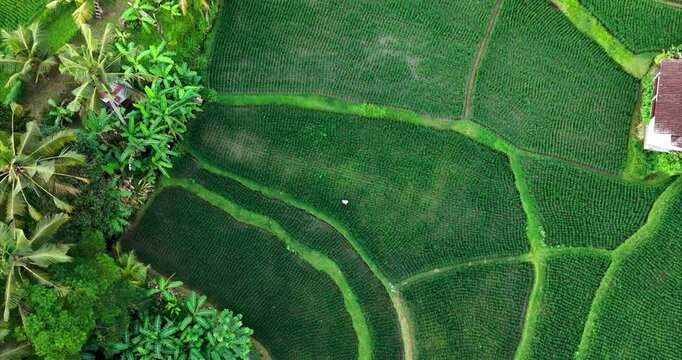 Top Down Aerial Drone View of Rice Terraces in Ubud Bali Indonesia