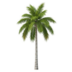 Tall palm tree isolated on white background for tropical designs