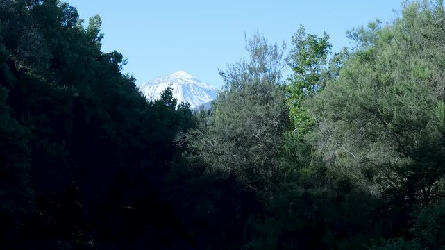 Snow covered mount teide volcano appearing between green trees