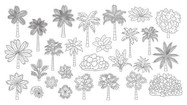 Palm Tree and Tropical Canopy Top Down Plan View Outline Vector Set