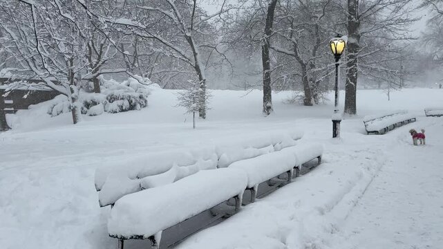 Heavy snowfall in Central Park, NYC.