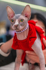 Kot rasy Sphynx w czerwonej sukience na międzynarodowej wystawie kotów w Warszawa © smoku7979