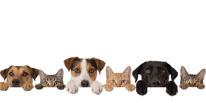 Dogs and Cats Peeking Over White Banner Isolated on White Background &ndash; Pet Care Advertising Concept