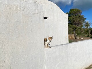 Cat in Tunisia © M