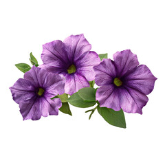Three vibrant purple petunia flowers with green leaves on black background