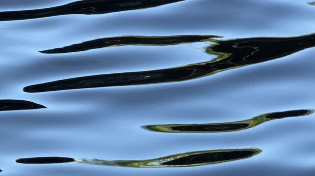 Mesmerizing abstract reflections in a tropical water garden. Motifs of rapid morphing and psychedelic effects of appearance and disappearance in the real world.