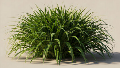 Obraz premium Lush vibrant green ornamental grass bush with long slender leaves, casting soft shadows against a warm neutral background, capturing natural beauty and growth