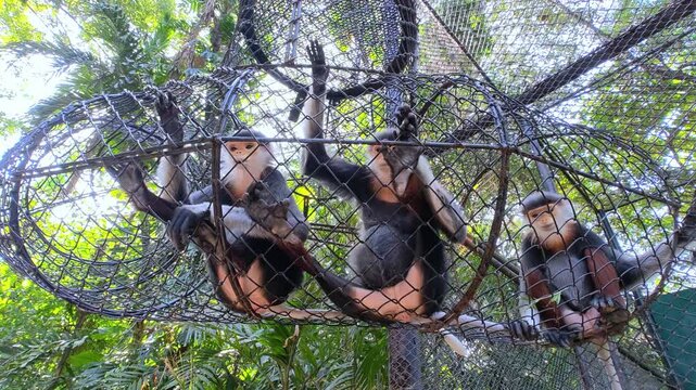 Red-shanked Douc Langur (Pygathrix nemaeus).	