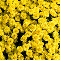 Close-up photo of beautiful blooming yellow chrysanthemums.