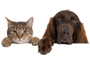 Naklejka premium Dogs and Cats Peeking Over White Banner Isolated on White Background – Pet Care Advertising Concept