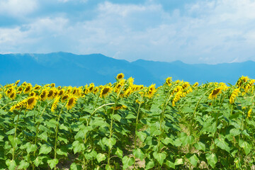第一なぎさ公園の向日葵